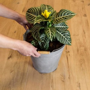 Woca Tannin Easy Neutralizer voor Eiken - 250ml – Image 3